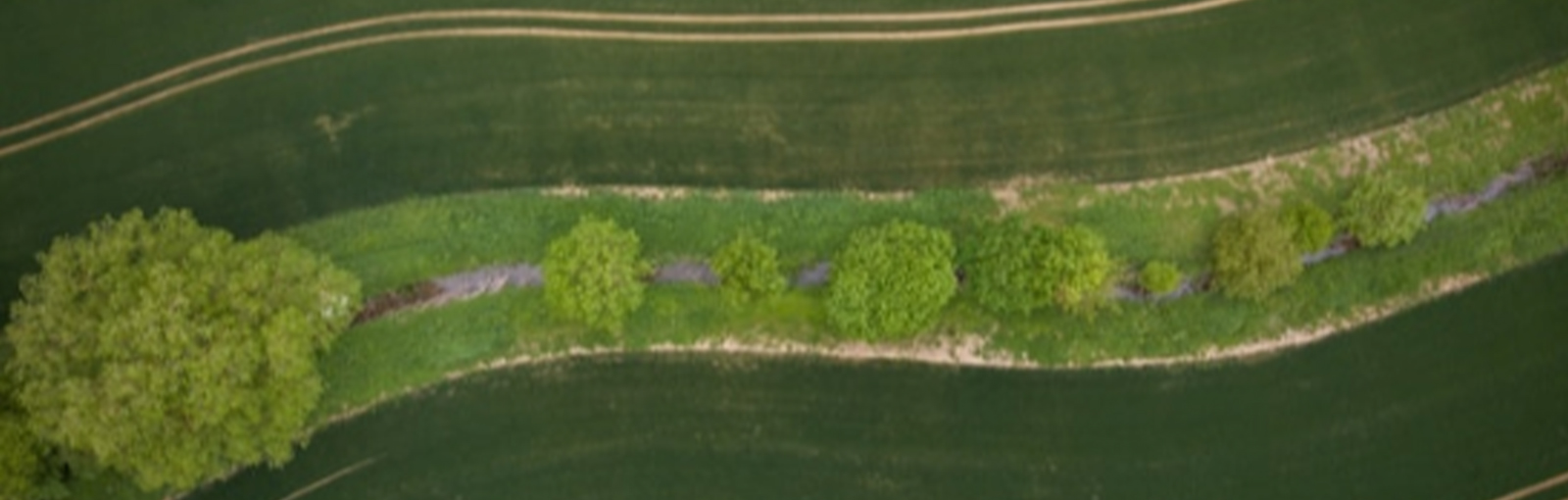 Aerial view of trees in a field